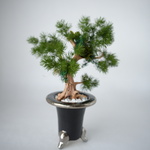 ドライ盆栽　DryBONSAI   【WABI】　