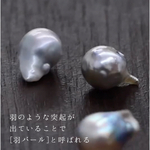 materials 羽パール　- あこや真珠 -（穴あり） 約8-8.5mm 3粒