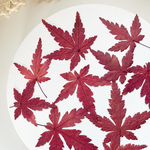 【押し花素材】もみじ　紅葉