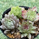 センペルビウム4種セット・小苗・抜き苗・多肉植物
