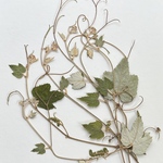 🍀野のツルエビツル6本〜押し花素材