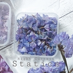 スターチス✢ナイトカーテン