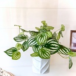 「リアルを超える美しさ」観葉植物風アレンジ「ペペロミアリーフ・リラックス」