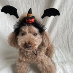 デビル👿カチューシャ(ジャックオーランタン🎃)