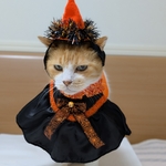 クールハロウィン