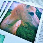 【2026年賀状】馬のフォトカード3枚〜セット