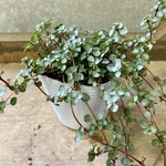 観葉植物　ピレア　グラウカ