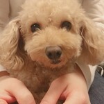 kinakinapon7様専用ページ　羊毛フェルト[オーダーメイド]うちの子オーダー✴︎ペットロス＊犬✴︎ハンドメイド✴︎ぬいぐるみ