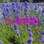 【ｍ様専用】