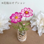 飾って楽しむ秋桜（ピコティ）コスモス　こすもす