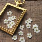 押し花【こでまり小花30個】自然ホワイト