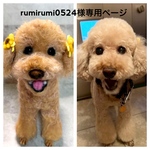 rumirumi0524様 専用ページ トイプードル「ナッツちゃん」