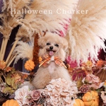 ハロウィン チョーカー（ケープ、スカートクラウン、ベール）誕生日、マーメイド、コスプレ、猫、犬