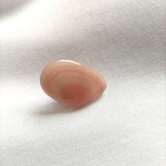 桜貝（オオモモノハナ貝）のタックピン---NO.33