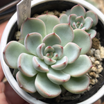 レア品種！【現品】 ★ブルーベリームーン（子株付き） 多肉植物 自家繁殖 国産