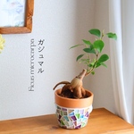 ガジュマル | 幸福の木 | お祝い | 新築祝いにおすすめ| 植木鉢| かわいい鉢 | おしゃれ | 鉢カバー | フラワーポット | フラワーベース | 観葉植物 | 多肉植物 | サボテン
