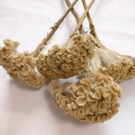 ベージュのケイトウのドライフラワー