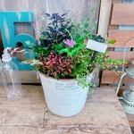 現品SALE♡【7種類たっぷり寄せ植え】ホワイト系ブリキ鉢♪ウッドピックつき♡素敵な可愛いガーデニング！ハロウィン