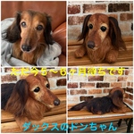 羊毛フェルトオーダー（抱っこ出来る大きさ）シェルティ  柴犬 トイプードル コーギー ポメラニアン チワワ ペキニーズ ダックス他相談してね