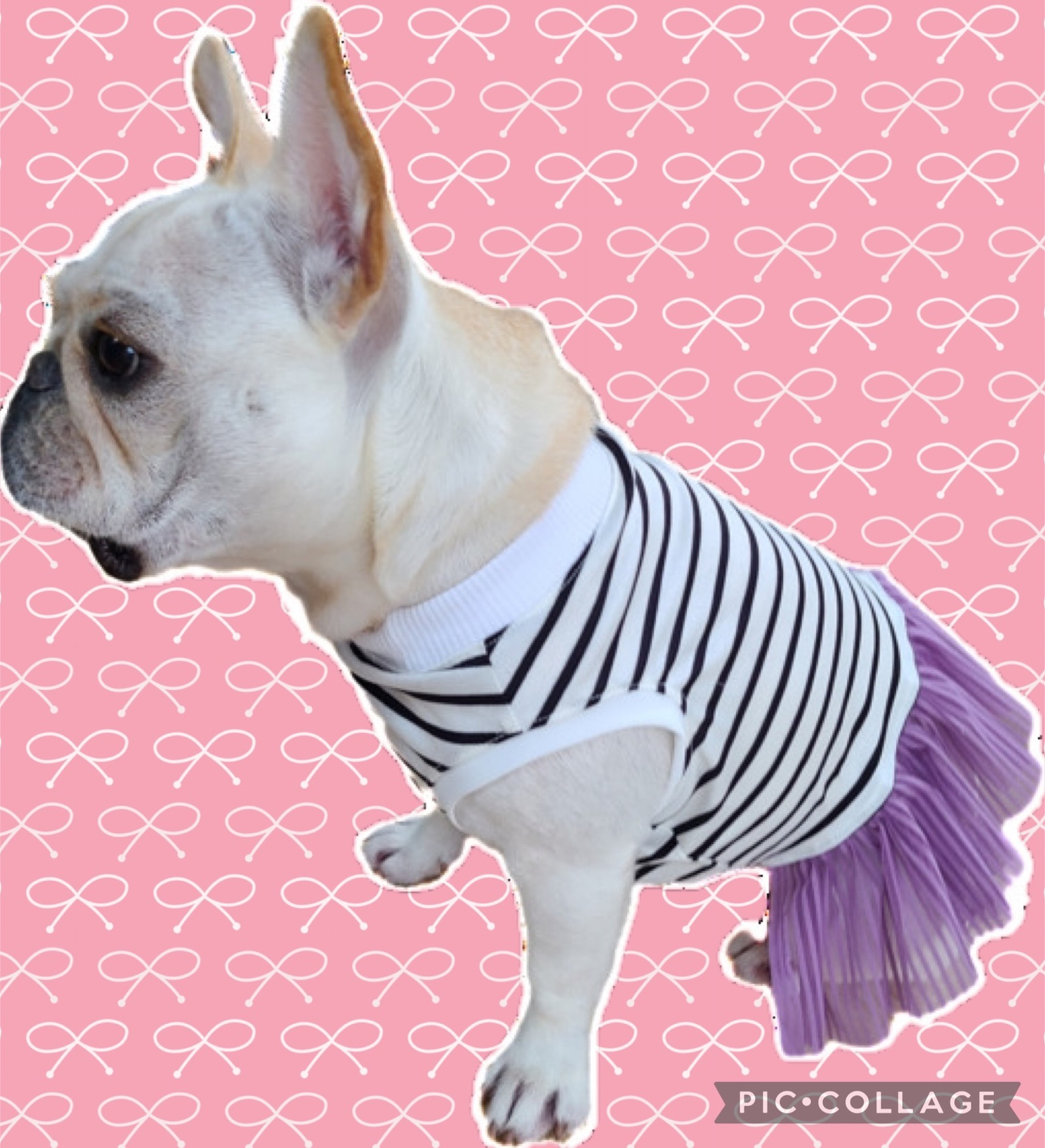 熱中症対策☆ひえひえクールエプロン派手bigドットピンク中型犬