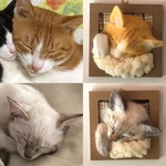 buluhaku様専用ページ　6500円　うとうとわんちゃん、ねこちゃんのミニフレーム　オーダーメイド　羊毛フェルト