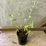 常緑低木　レウコフィラム　フルテスケンス