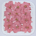 NO.964N限定2個❣️シュガーピンクの千鳥草／押し花素材