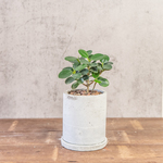 【手のひらサイズの観葉植物】パンダガジュマル×苔の鉢植え／ザラっとした風合いのシンプルな自作モルタル鉢／送料全国一律650円