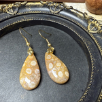 フォッシルコーラルピアス
