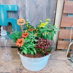 現品♡ハロウィンピックつき【5種類たっぷり寄せ植え】白系ブリキ鉢♪可愛いガーデニング
