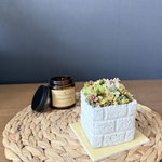 1点限定販売☆ インテリア　多肉植物　寄せ植え　白いレンガ風鉢A