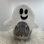 オバケずきんズ