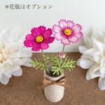 飾って楽しむ秋桜（濃いピンク）コスモス　こすもす