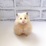 羊毛フェルト　少し長毛なキンクマハムスター