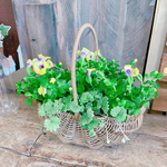 ラスト！バスケット型カゴ寄せ植え♡【トレニアたっぷり寄せ植え】可愛いミニガーデニング