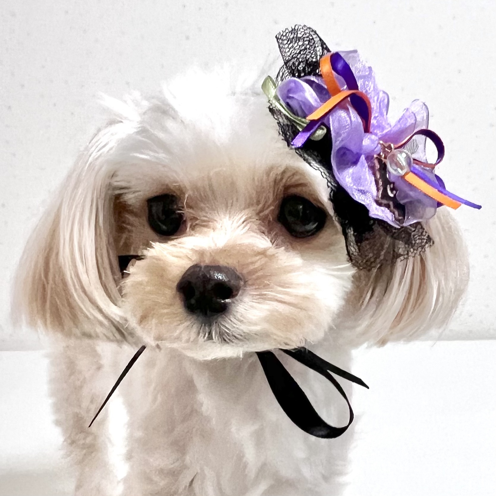 犬用】犬ヘッドドレス 犬チョーカー 犬リボン 桜 犬誕生日 犬記念日 お