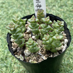 小米星・多肉植物・クラッスラ