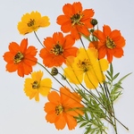 押し花素材🍀黄花コスモス10りん