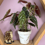 現品⭐︎可愛い観葉植物♡ベゴニア:マクラータ♡水玉模様発送リメ鉢植え