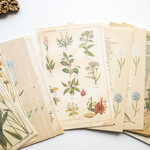ヴィンテージ風素材紙　60枚　botanical pages　[AY402]