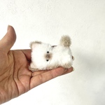 受注制作＊コロンと転がりそうな子猫のコロンちゃん＊シャム猫