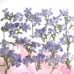 シバザクラ押し花　#2