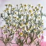 カモマイル押し花