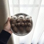 ラッコのあかちゃん三兄弟