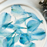 【押し花素材】アルストロメリア　花びら　ブルー　着色