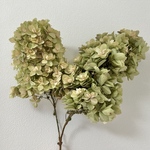 カシワバアジサイのドライ2本②