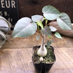 ペティオラリス♡希少品種♡赤い葉脈♡塊根植物
