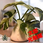 光触媒　人工観葉植物　ウォールグリーン　フェイクグリーン　モンステラ1919