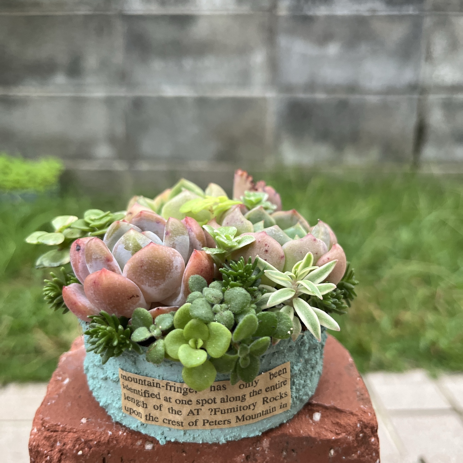 ツリー寄せ*そのまま飾れる多肉植物の寄せ植え*クリスマス寄せ　雪だるま ☆送料無料☆♡そのまま飾れる♡クリスマス♬可愛い多肉植物寄せ植え