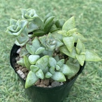 お星さま４種セット・多肉植物